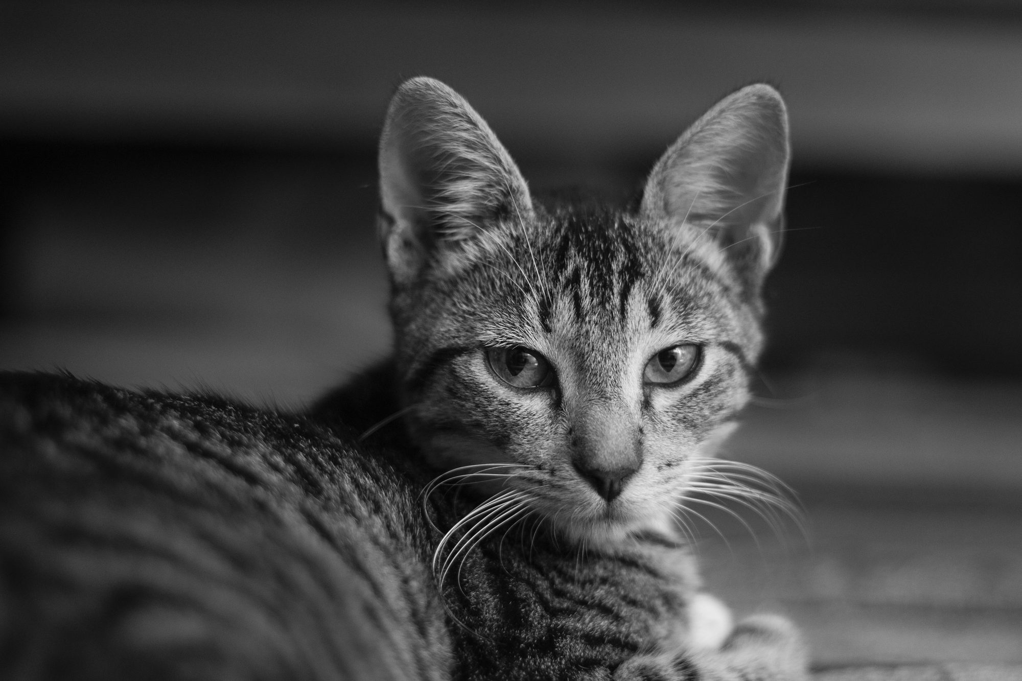 MONOCROMO