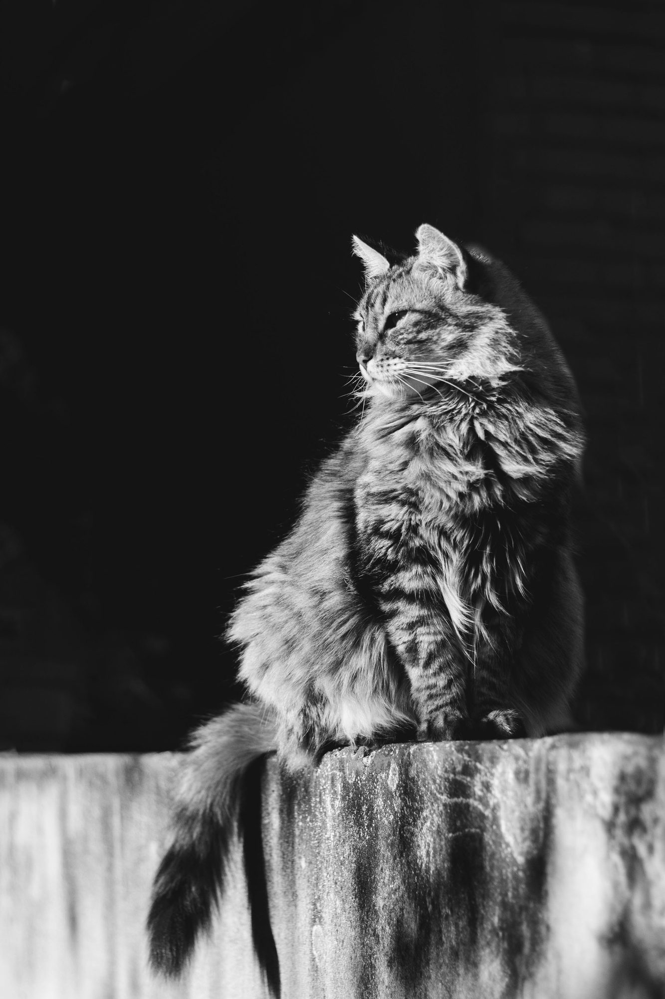 MONOCROMO