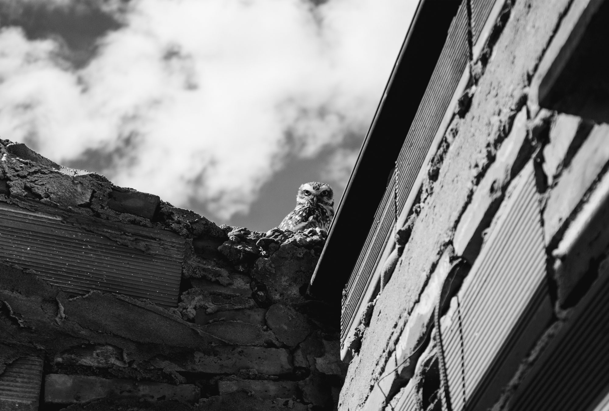 MONOCROMO