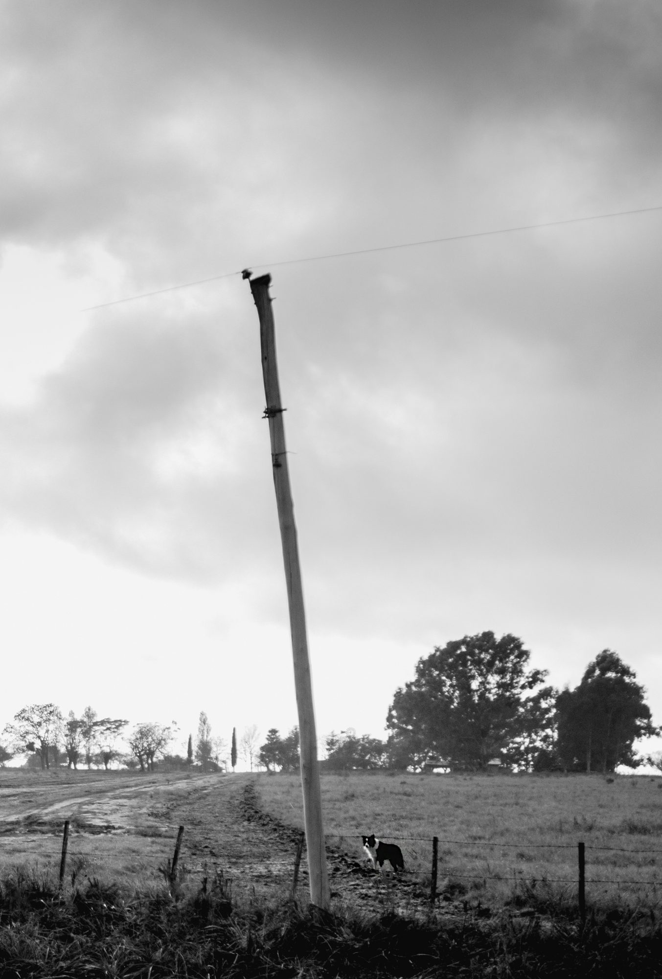 MONOCROMO
